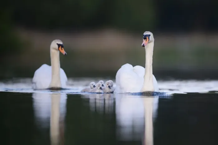 Framed Print : Mute swan (Cygnus olor) cygnets and parents swimming. London, UK. May Framed Print : Mute swan (Cygnus olor) cygnets and parents swimming. London, UK. May