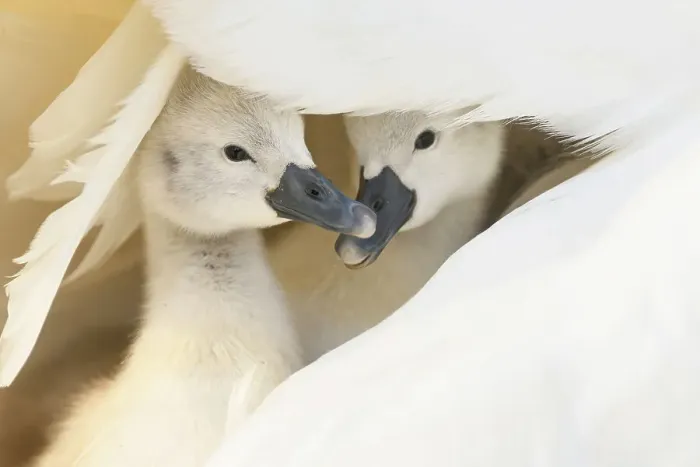 Framed Print : Mute swan (Cygnus olor), two cygnets sheltering under parent's wing. Richmond Park, London, England, UK. April Framed Print : Mute swan (Cygnus olor), two cygnets sheltering under parent's wing. Richmond Park, London, England, UK. April