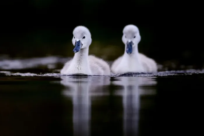 Framed Print : Mute swan (Cygnus olor) cygnets swimming. London, England, UK. May Framed Print : Mute swan (Cygnus olor) cygnets swimming. London, England, UK. May