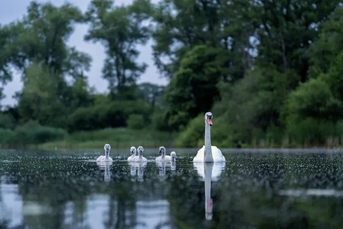 Framed Print : Mute swan (Cygnus olor) with cygnets on water, Valkenhorst Nature Reserve, The Netherlands. June Framed Print : Mute swan (Cygnus olor) with cygnets on water, Valkenhorst Nature Reserve, The Netherlands. June