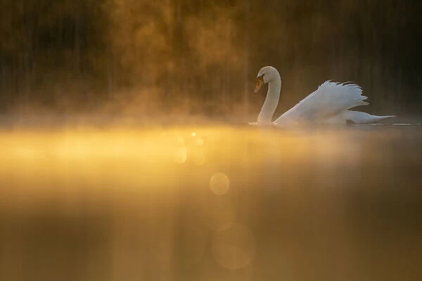 Mute swan (Cygnus olor) in early morning light. Valkenhorst nature reserve, Valkenswaard, The Netherlands. May