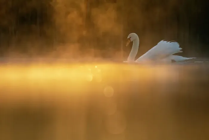 Framed Print : Mute swan (Cygnus olor) in early morning light. Valkenhorst nature reserve, Valkenswaard, The Netherlands. May Framed Print : Mute swan (Cygnus olor) in early morning light. Valkenhorst nature reserve, Valkenswaard, The Netherlands. May