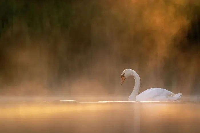 Framed Print : Mute swan (Cygnus olor) in early morning light, Valkenhorst Nature Reserve, The Netherlands, Europe. May Framed Print : Mute swan (Cygnus olor) in early morning light, Valkenhorst Nature Reserve, The Netherlands, Europe. May
