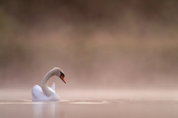Framed Print : Mute swan (cygnus olor) in the first light in the mist Valkenhorst Nature Reserve, Valkenswaard, The Netherlands, June Framed Print : Mute swan (cygnus olor) in the first light in the mist Valkenhorst Nature Reserve, Valkenswaard, The Netherlands, June