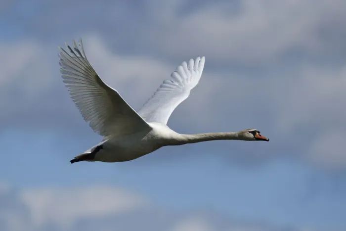Framed Print : Mute swan (Cygnus olor) in flight, Nemunas River Delta, Lithuania, May Framed Print : Mute swan (Cygnus olor) in flight, Nemunas River Delta, Lithuania, May
