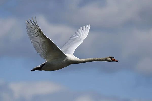 Mute swan (Cygnus olor) in flight, Nemunas River Delta, Lithuania, May