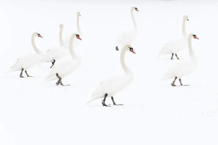 Framed Print : Mute swan (Cygnus olor) flock on snow, Hazerswoude, The Netherlands, February Framed Print : Mute swan (Cygnus olor) flock on snow, Hazerswoude, The Netherlands, February