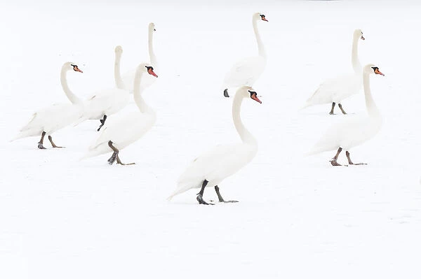 Mute swan (Cygnus olor) flock on snow, Hazerswoude, The Netherlands, February