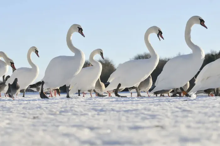 Framed Print : Mute Swan (Cygnus olor) group walking on ice at sunrise. Glasgow, Scotland, December Framed Print : Mute Swan (Cygnus olor) group walking on ice at sunrise. Glasgow, Scotland, December