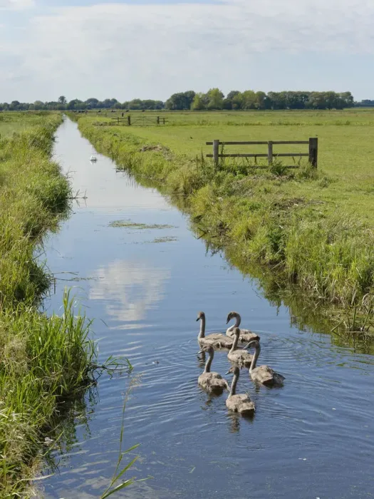 Framed Print : Mute swan (Cygnus olor) group of young swimming in a drainage channel with a parent in Framed Print : Mute swan (Cygnus olor) group of young swimming in a drainage channel with a parent in