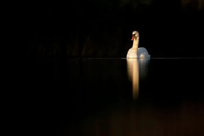 Framed Print : Mute swan (Cygnus olor) in late evening light, Fife, Scotland, UK, November. Photographer quote