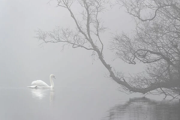 Mute swan (Cygnus olor) in mist, Bolam Lake Country Park, Northumberland, UK, November