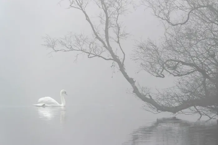 Framed Print : Mute swan (Cygnus olor) in mist, Bolam Lake Country Park, Northumberland, UK, November Framed Print : Mute swan (Cygnus olor) in mist, Bolam Lake Country Park, Northumberland, UK, November