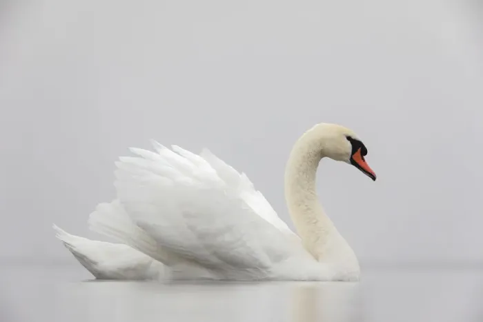 Framed Print : Mute swan (Cygnus olor) on a misty morning, with wings raised up in aggressive stance Framed Print : Mute swan (Cygnus olor) on a misty morning, with wings raised up in aggressive stance