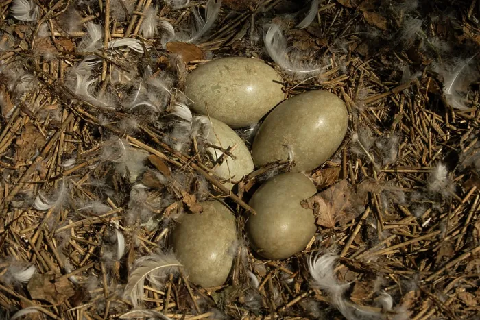 Framed Print : Mute swan (Cygnus olor) nest with eggs, Abbotsbury Swannery, Dorset, England, UK. June Framed Print : Mute swan (Cygnus olor) nest with eggs, Abbotsbury Swannery, Dorset, England, UK. June