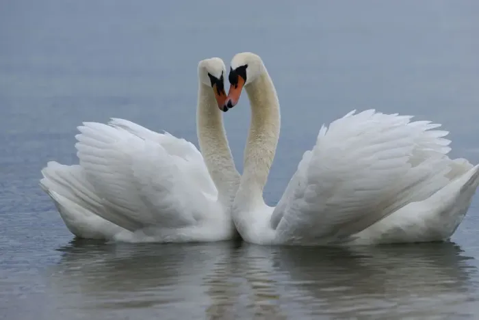 Framed Print : Mute swan (Cygnus olor) pair courting. Walthamstow reservoir, London, UK Framed Print : Mute swan (Cygnus olor) pair courting. Walthamstow reservoir, London, UK