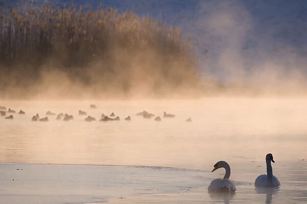 Mute swan (Cygnus olor) pair on misty lake, Amsterdamse Waterleidingduinen Nature Reserve