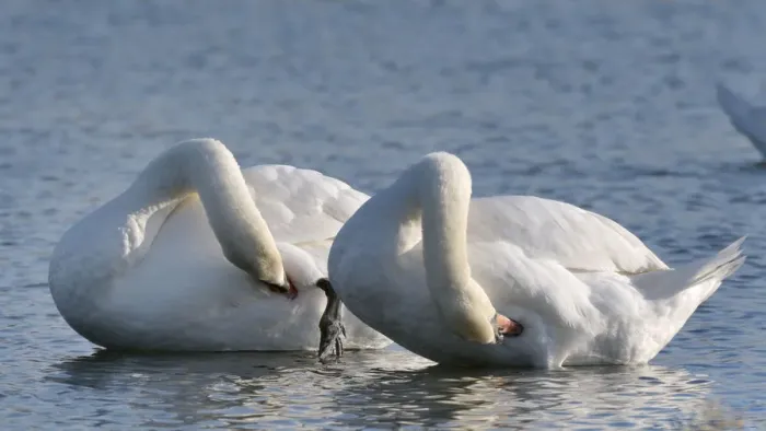 Framed Print : Mute swan (Cygnus olor) pair preening in unison, Gloucestershire, UK, December Framed Print : Mute swan (Cygnus olor) pair preening in unison, Gloucestershire, UK, December