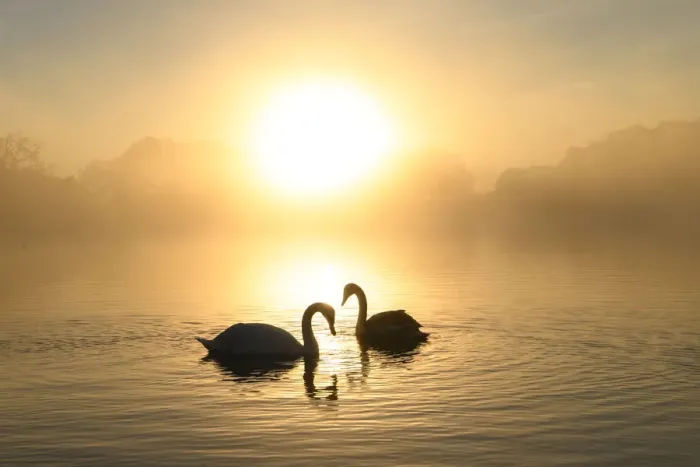 Framed Print : Mute swan (Cygnus olor) pair at sunrise. London, UK. December Framed Print : Mute swan (Cygnus olor) pair at sunrise. London, UK. December