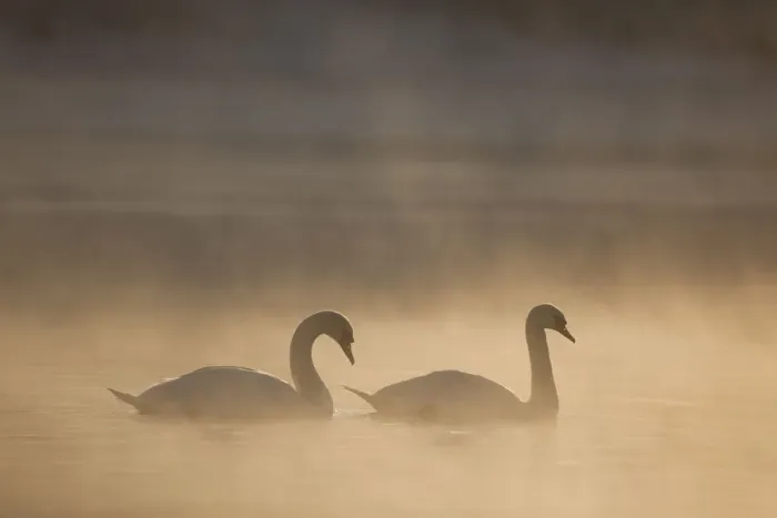 Framed Print : Mute swan (Cygnus olor) pair on water in winter dawn mist, Loch Insh, Cairngorms NP Framed Print : Mute swan (Cygnus olor) pair on water in winter dawn mist, Loch Insh, Cairngorms NP