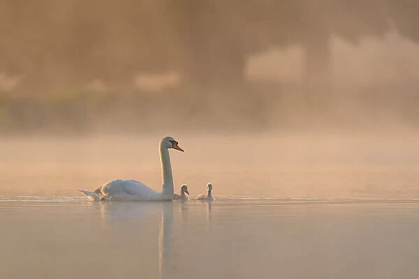 Mute swan (Cygnus olor) parent and cygnets on a misty lake at sunrise. London, UK. May