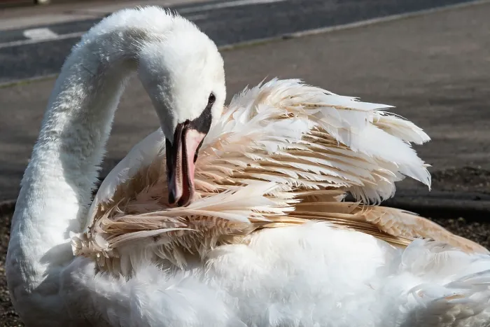 Framed Print : Mute swan (Cygnus olor) with Pink feather flamingo syndrome, preening, Eagle Pond, Epping Forest, Essex, UK. March Framed Print : Mute swan (Cygnus olor) with Pink feather flamingo syndrome, preening, Eagle Pond, Epping Forest, Essex, UK. March