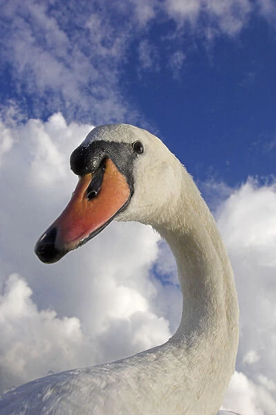 Mute swan (Cygnus olor) portrait, Slimbridge, Gloucestershire, UK, September