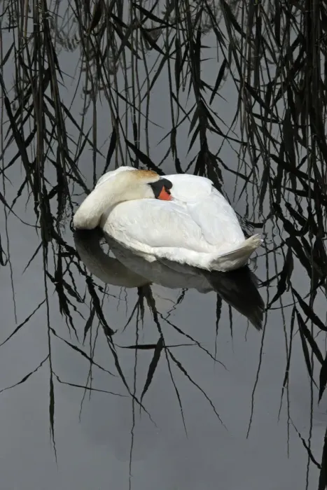 Framed Print : Mute Swan (Cygnus olor) resting, Shapwick NNR, Avalon Marshes, Somerset Levels, UK Framed Print : Mute Swan (Cygnus olor) resting, Shapwick NNR, Avalon Marshes, Somerset Levels, UK