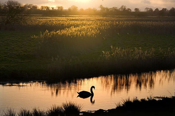 Mute swan (Cygnus olor) on the River Ant at sunset, How Hill, Norfolk, UK, Winter