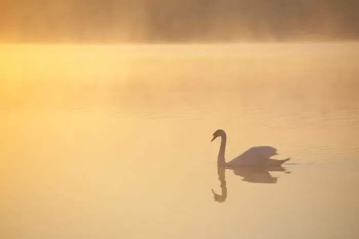 Framed Print : Mute swan (Cygnus olor) on River Spey at dawn, Cairngorms National Park, Scotland Framed Print : Mute swan (Cygnus olor) on River Spey at dawn, Cairngorms National Park, Scotland