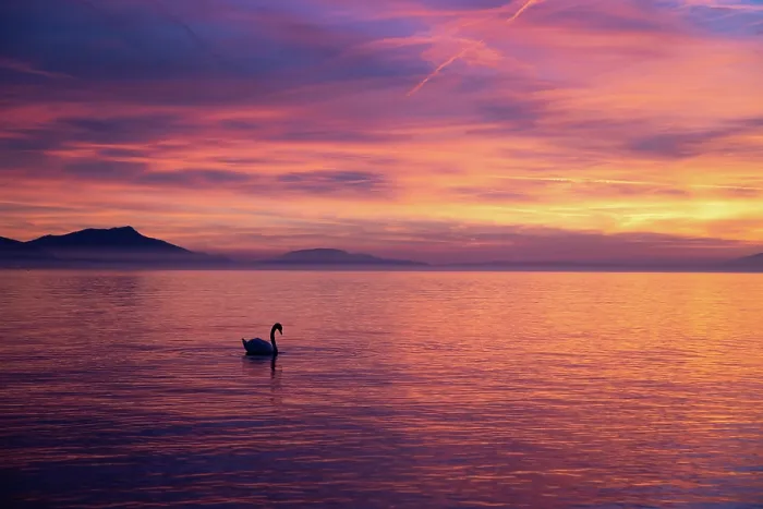 Framed Print : Mute swan (Cygnus olor) silhouetted on lake at sunset, Switzerland. February Framed Print : Mute swan (Cygnus olor) silhouetted on lake at sunset, Switzerland. February