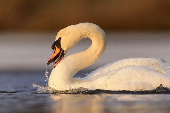 Framed Print : Mute swan (Cygnus olor) splashing water with beak to wash itself in lake, London, UK. February Framed Print : Mute swan (Cygnus olor) splashing water with beak to wash itself in lake, London, UK. February