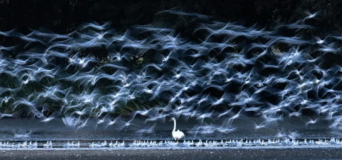 Framed Print : Mute swan (Cygnus olor) standing among flock of Black-headed gulls (Chroicocephalus ridibundus) in flight, Lower Silesia, Poland. September Framed Print : Mute swan (Cygnus olor) standing among flock of Black-headed gulls (Chroicocephalus ridibundus) in flight, Lower Silesia, Poland. September