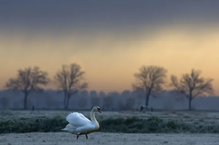 Framed Print : Mute Swan (Cygnus olor) standing on frosty grass. The Netherlands, March Framed Print : Mute Swan (Cygnus olor) standing on frosty grass. The Netherlands, March