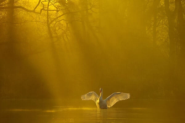 Mute swan (Cygnus olor) stretching its wings backlit at dawn, Poynton, Cheshire, UK, December