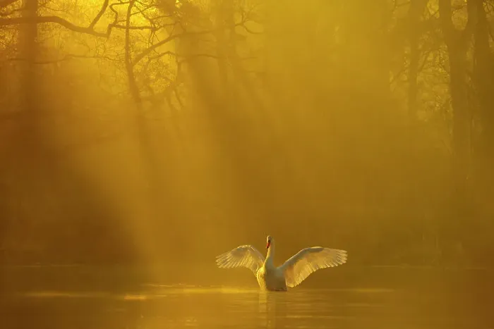 Framed Print : Mute swan (Cygnus olor) stretching its wings backlit at dawn, Poynton, Cheshire, UK, December Framed Print : Mute swan (Cygnus olor) stretching its wings backlit at dawn, Poynton, Cheshire, UK, December