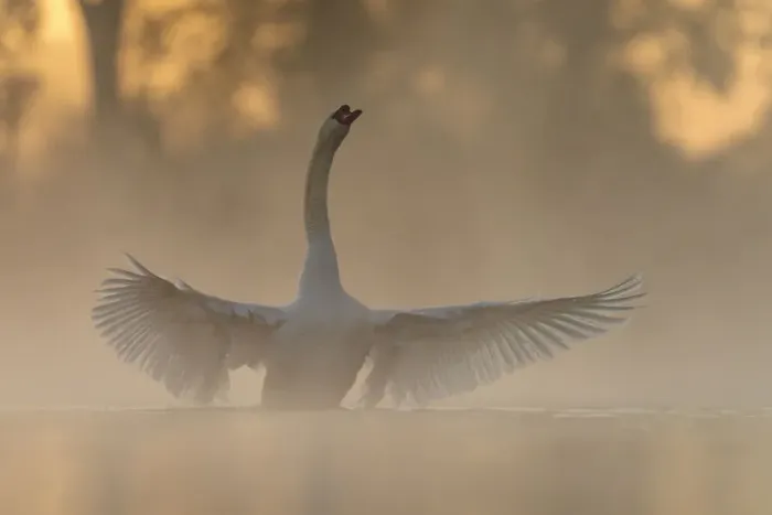Framed Print : Mute swan (Cygnus olor) stretching its wings after preening on a misty morning Framed Print : Mute swan (Cygnus olor) stretching its wings after preening on a misty morning