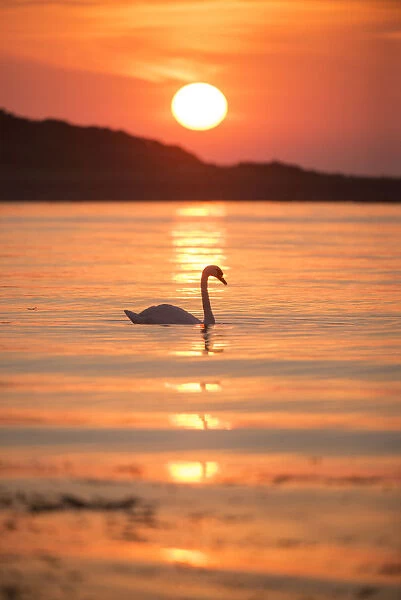 Mute swan (Cygnus olor) at sunrise silhouetted in waters of Lamlash Bay, Isle of Arran