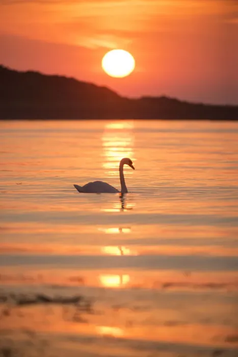 Framed Print : Mute swan (Cygnus olor) at sunrise silhouetted in waters of Lamlash Bay, Isle of Arran Framed Print : Mute swan (Cygnus olor) at sunrise silhouetted in waters of Lamlash Bay, Isle of Arran