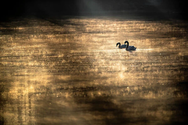 Mute swan (Cygnus olor) swimming on sun-dappled water, Lower Silesia, Poland