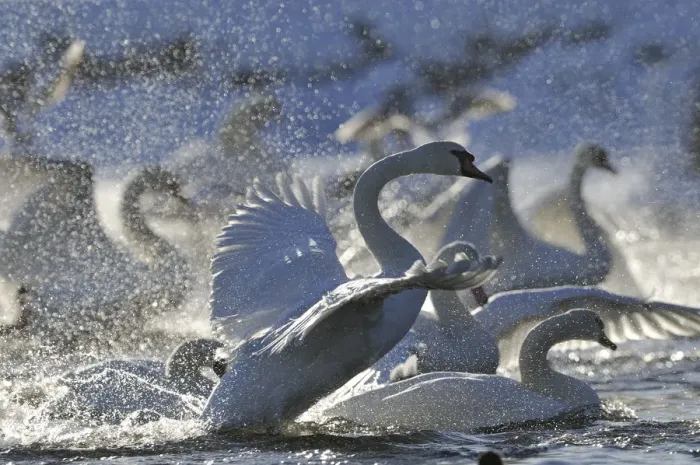 Framed Print : Mute Swan (Cygnus olor) taking off from flock on water Framed Print : Mute Swan (Cygnus olor) taking off from flock on water