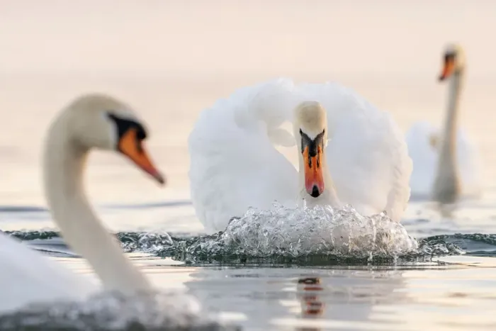 Framed Print : Mute swan (Cygnus olor) in a threathening territorial pose Framed Print : Mute swan (Cygnus olor) in a threathening territorial pose
