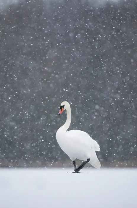 Framed Print : Mute swan (Cygnus olor) walking across a frozen lake during a blizzard. Derbyshire, UK, January (non-ex) Framed Print : Mute swan (Cygnus olor) walking across a frozen lake during a blizzard. Derbyshire, UK, January (non-ex)