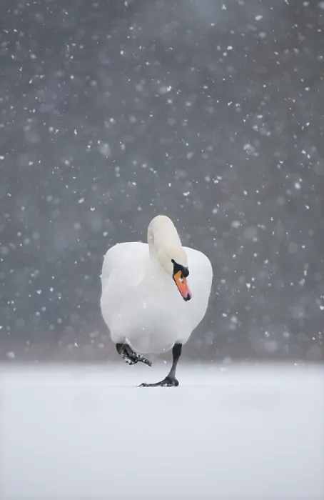 Framed Print : Mute swan (Cygnus olor) walking across frozen lake during a blizzard. Derbyshire, UK, January (non-ex) Framed Print : Mute swan (Cygnus olor) walking across frozen lake during a blizzard. Derbyshire, UK, January (non-ex)
