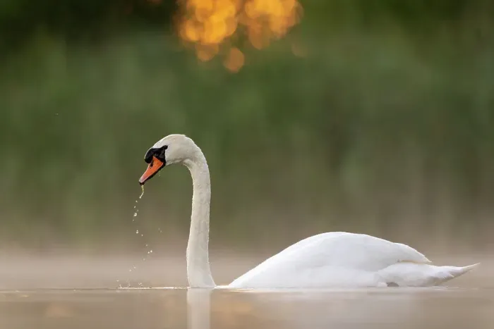 Framed Print : Mute swan (Cygnus olor) on water drinking in early morning light, Valkenhorst nature reserve, Valkenswaard, The Netherlands. June Framed Print : Mute swan (Cygnus olor) on water drinking in early morning light, Valkenhorst nature reserve, Valkenswaard, The Netherlands. June