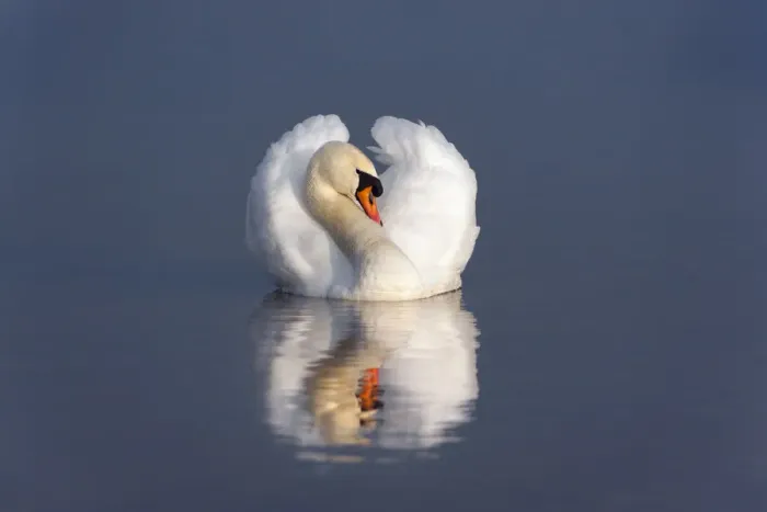Framed Print : Mute swan (Cygnus olor) on water, England, December Framed Print : Mute swan (Cygnus olor) on water, England, December