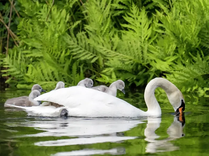 Framed Print : Mute swan (Cygnus olor) on water feeding, carrying cygnets on its back, River Brathay, Ambleside, Lake District, Cumbria, UK. June Framed Print : Mute swan (Cygnus olor) on water feeding, carrying cygnets on its back, River Brathay, Ambleside, Lake District, Cumbria, UK. June