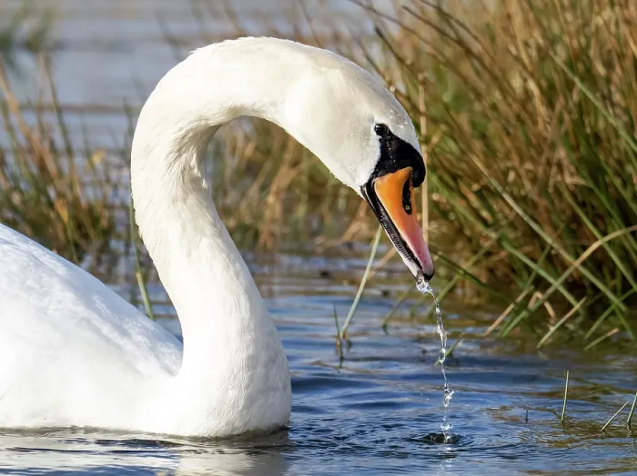 Framed Print : Mute swan (Cygnus olor) on water, feeding, Ambleside, Lake District, Cumbria, UK. March Framed Print : Mute swan (Cygnus olor) on water, feeding, Ambleside, Lake District, Cumbria, UK. March