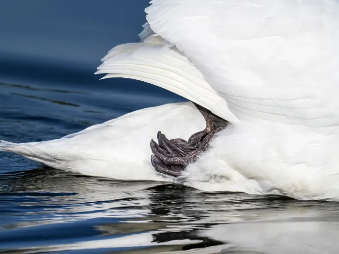 Framed Print : Mute swan (Cygnus olor) on water with its leg up under its tail feathers, Ambleside, Lake District, Cumbria, UK. June Framed Print : Mute swan (Cygnus olor) on water with its leg up under its tail feathers, Ambleside, Lake District, Cumbria, UK. June