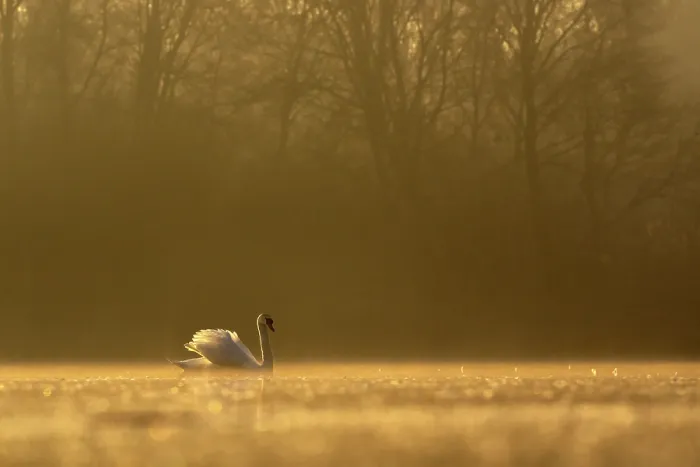 Framed Print : Mute swan (Cygnus olor) on water in morning light, Valkenhorst Nature Reserve, The Netherlands. February Framed Print : Mute swan (Cygnus olor) on water in morning light, Valkenhorst Nature Reserve, The Netherlands. February